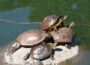 un grupo de tortugas