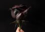 black-rose-flowers-with-negative-meanings-2