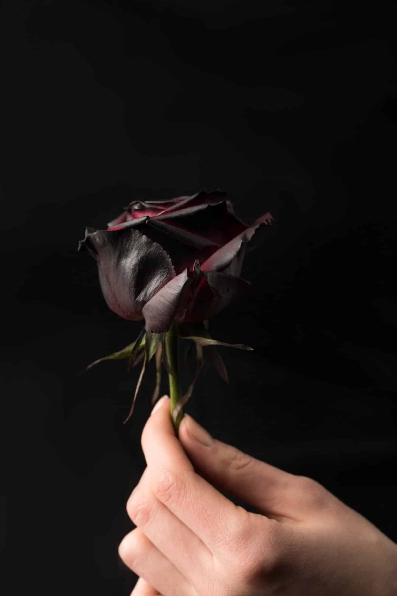 Flor rosa negra con significado negativo 2