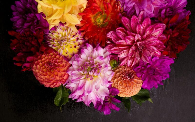 red-white-yellow-dahlia-flower-significance