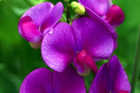 sweet-pea-flower-meaning-example-of-purple-flower-with-green-foliage