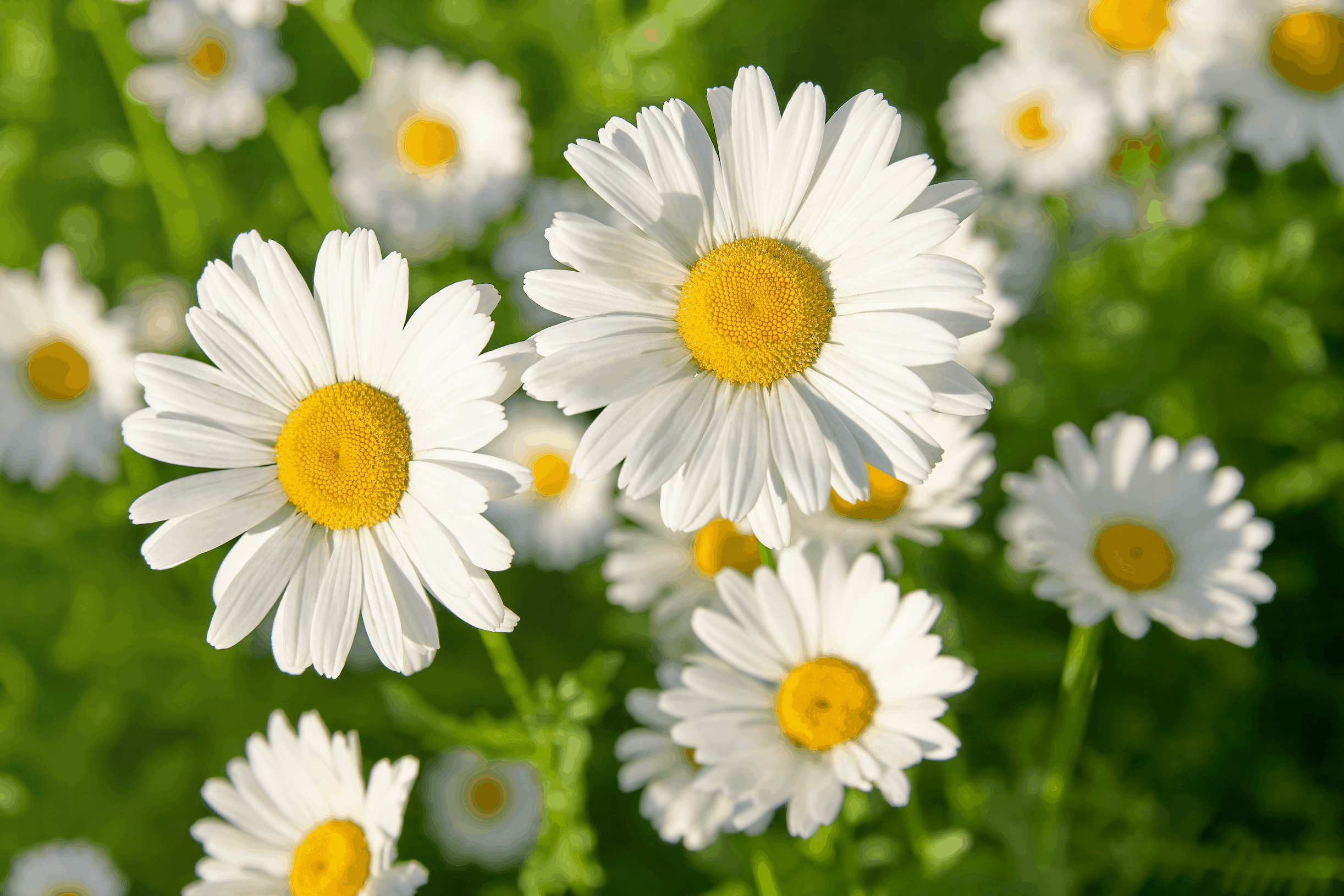 Simbolismo y significado de la margarita, flores de margarita en un campo