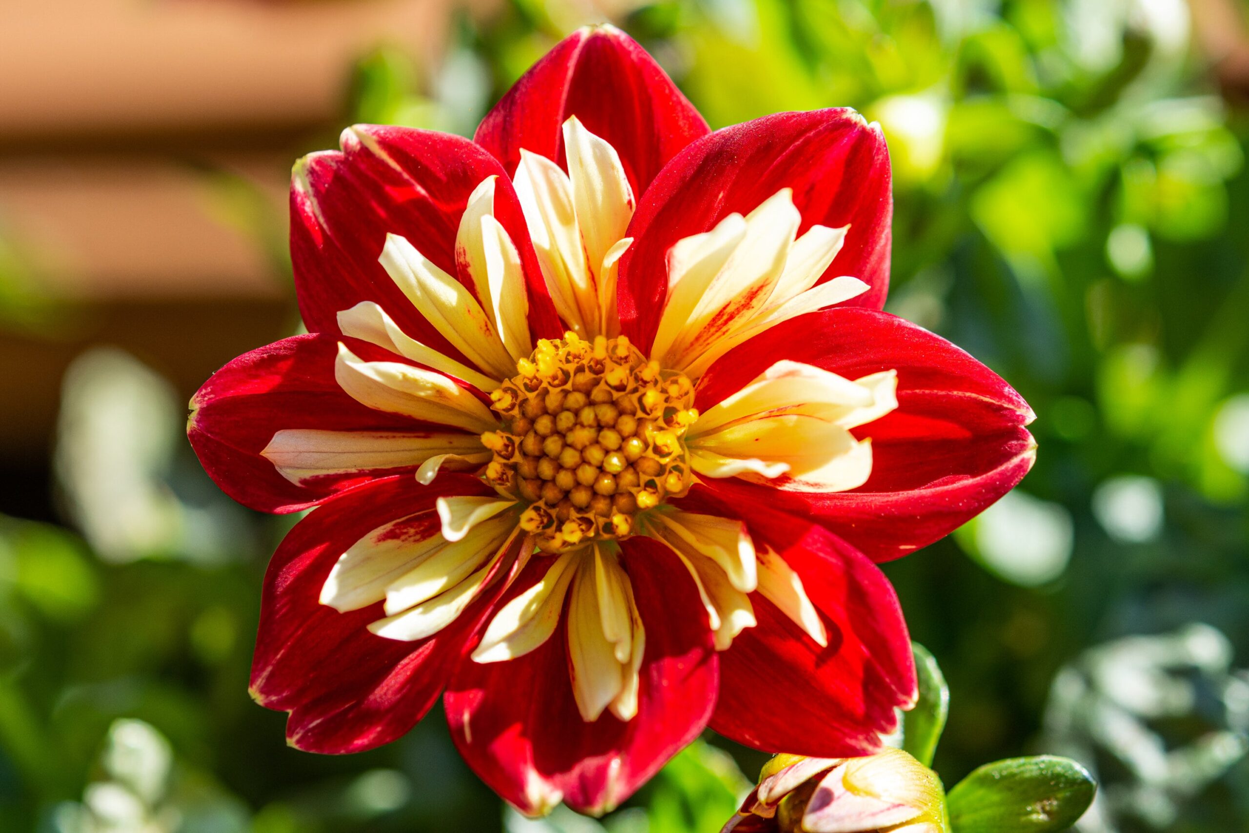 Flor de dalia de primer plano que significa florecer en rojo y blanco