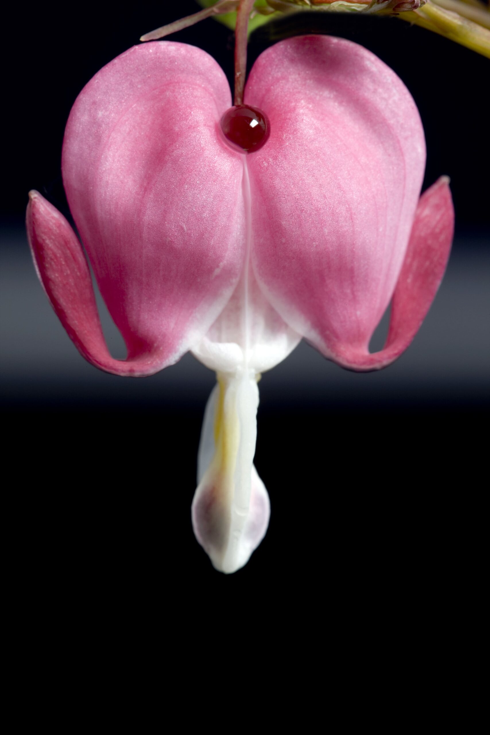 Imagen de primer plano de la flor del corazón sangrante