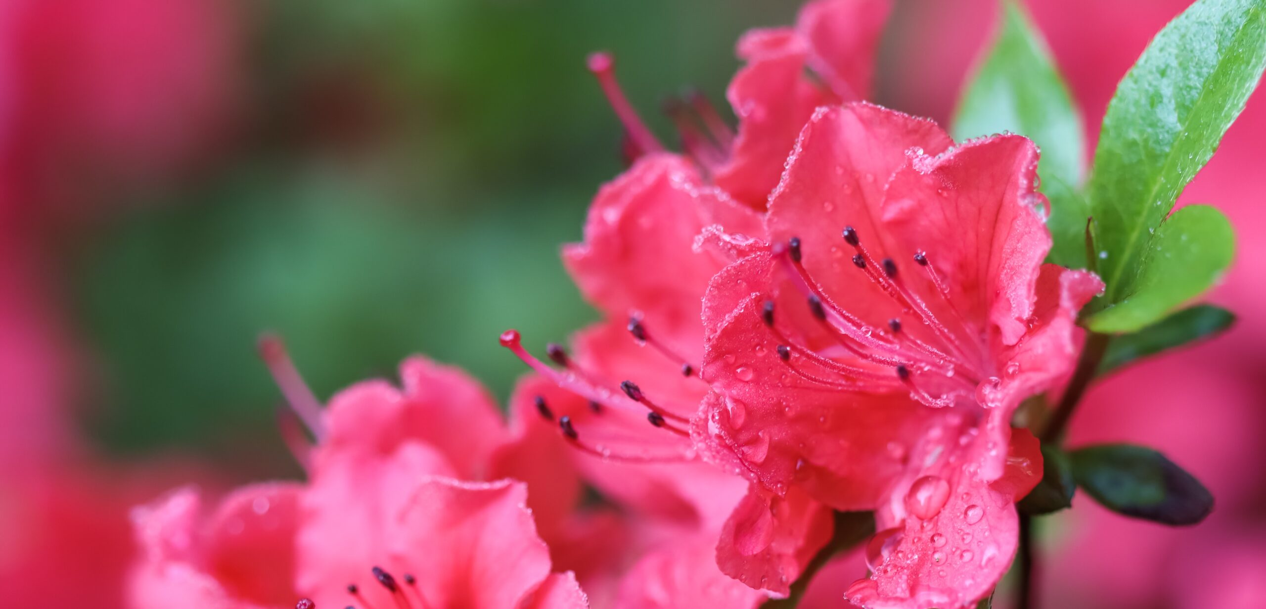 Gotas de rocío de rododendro rojo