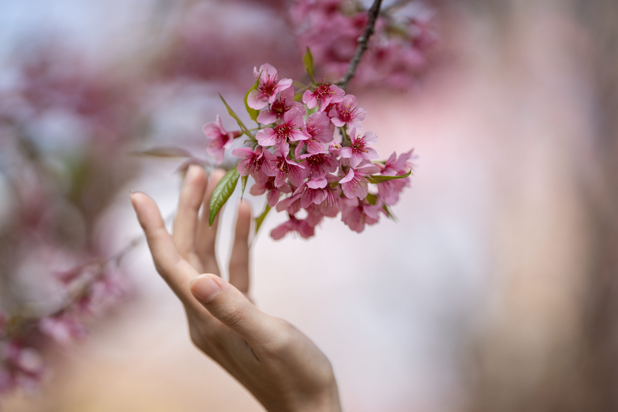 Toque de mano de mujer de flor de sakura rosa