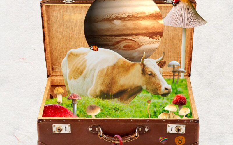 Collage of Jupiter in Taurus with a cow, mushrooms, and lady bugs