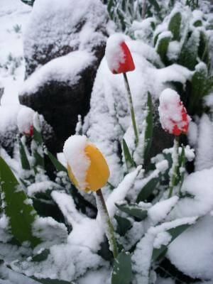 nieve de tulipanes