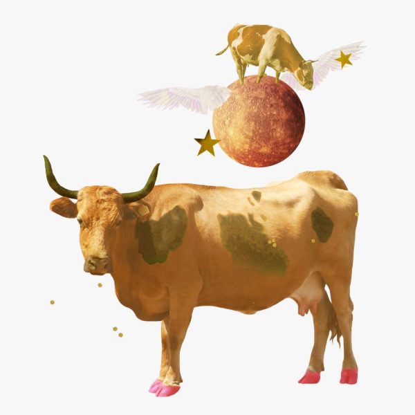 Mercurio está en Tauro. Collage de vaca, estrellas y Mercurio alado.