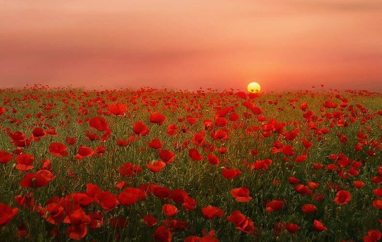 Solsticio de verano 20 de junio – Tómate un descanso