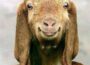 happy goat