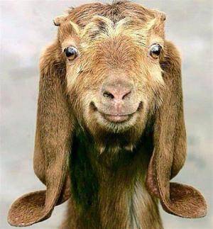 happy goat