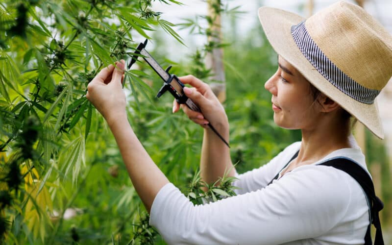 Tips for Visiting a Farm dispensary