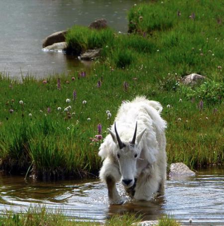 Saturno en Piscis Cabra en el Agua