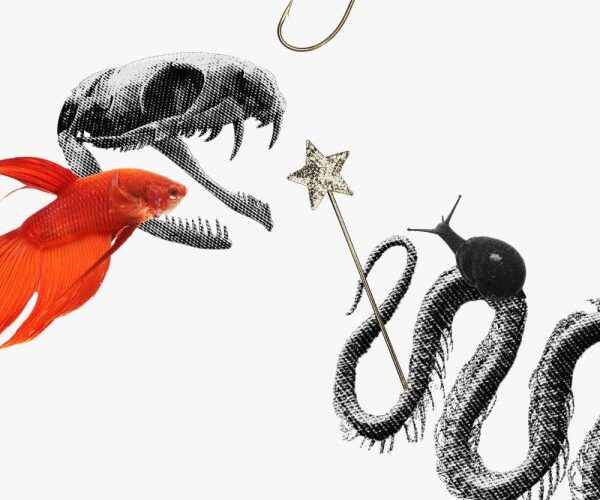 Guía de los nodos lunares de Piscis y Virgo: cráneos de animales, peces, anzuelos sobre caracoles, colas de dragón y varitas.