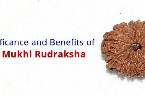 12-Mukhi-Rudraksha