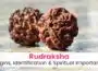 Rudrakshas