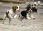 dos perros