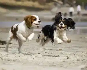 dos perros