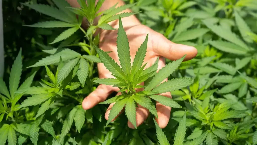 CBD planta